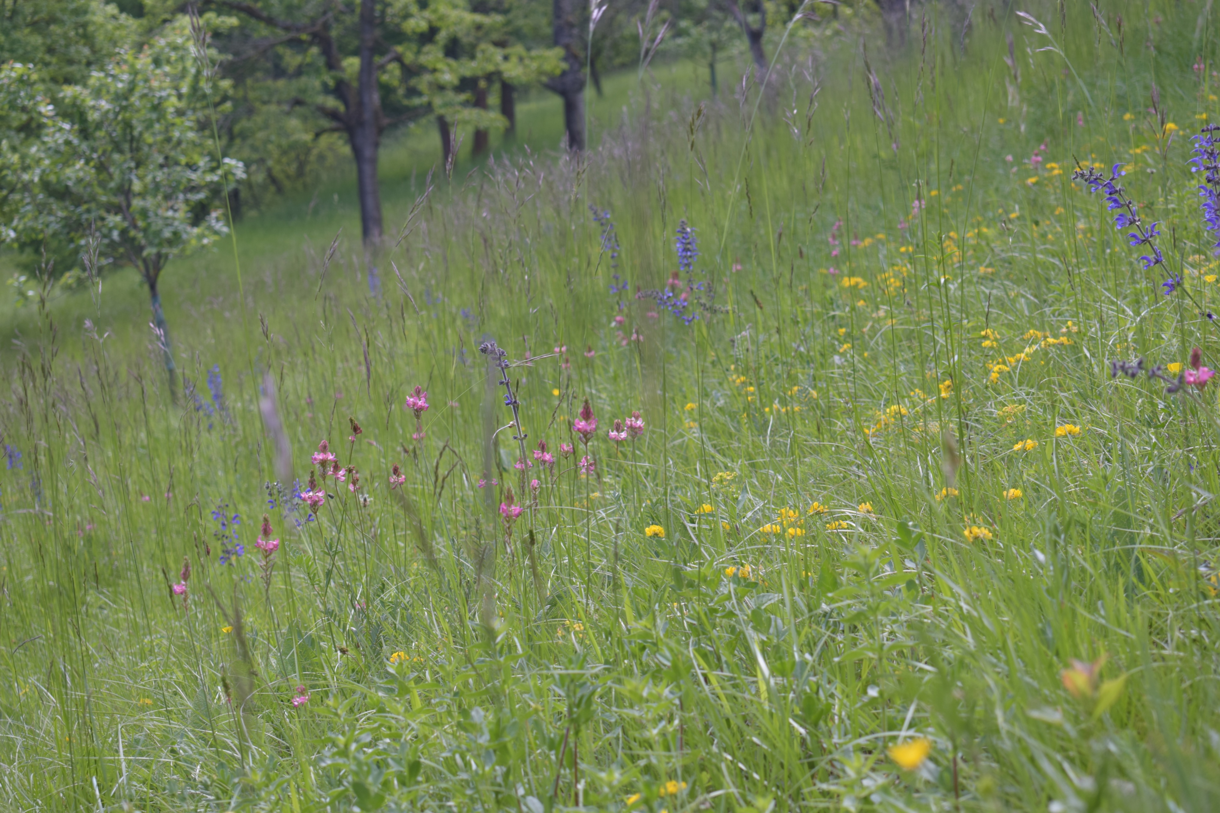 dsc_0146.jpg dsc_0146.jpg